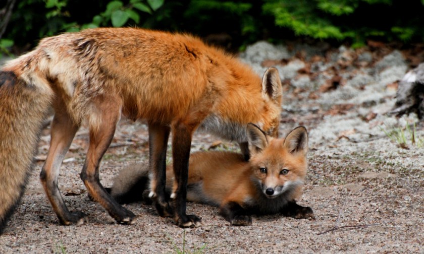 Algonquin 2015 June and March Exported LR-105