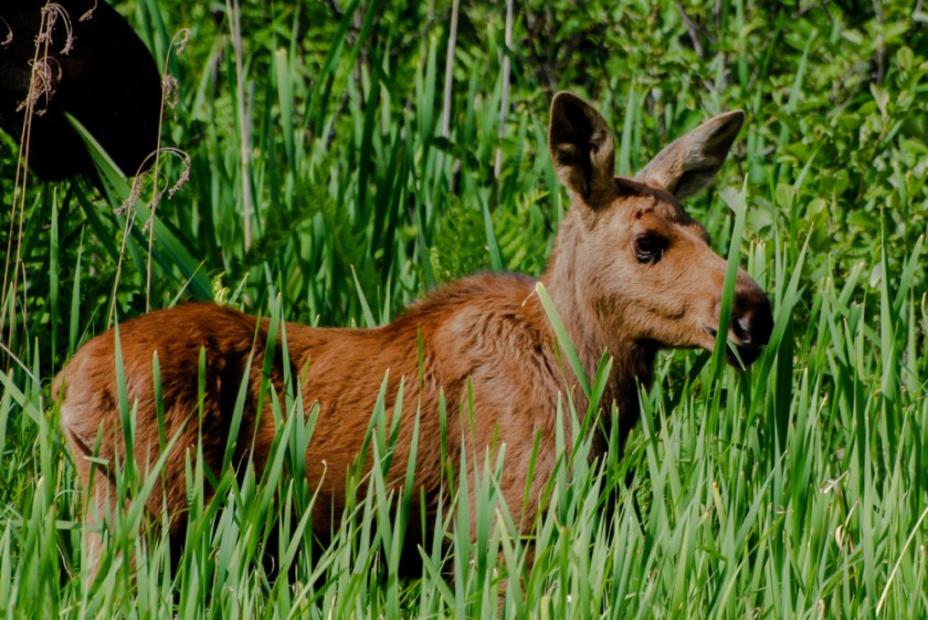 Algonquin 2015 June and March Exported LR-225_01_01