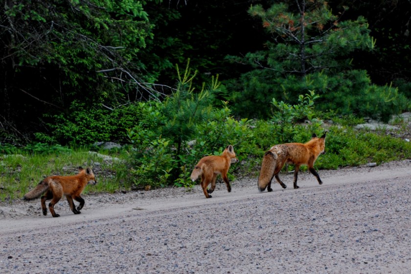 Algonquin 2015 June and March Exported LR-266