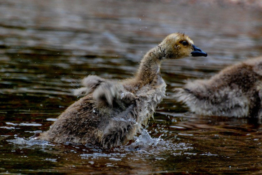 Algonquin 2015 June and March Exported LR-286_01_01