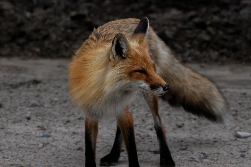 Algonquin 2015 June and March Exported LR-87