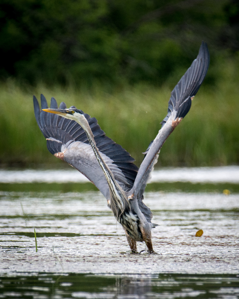 alq June 2016 C-56_02