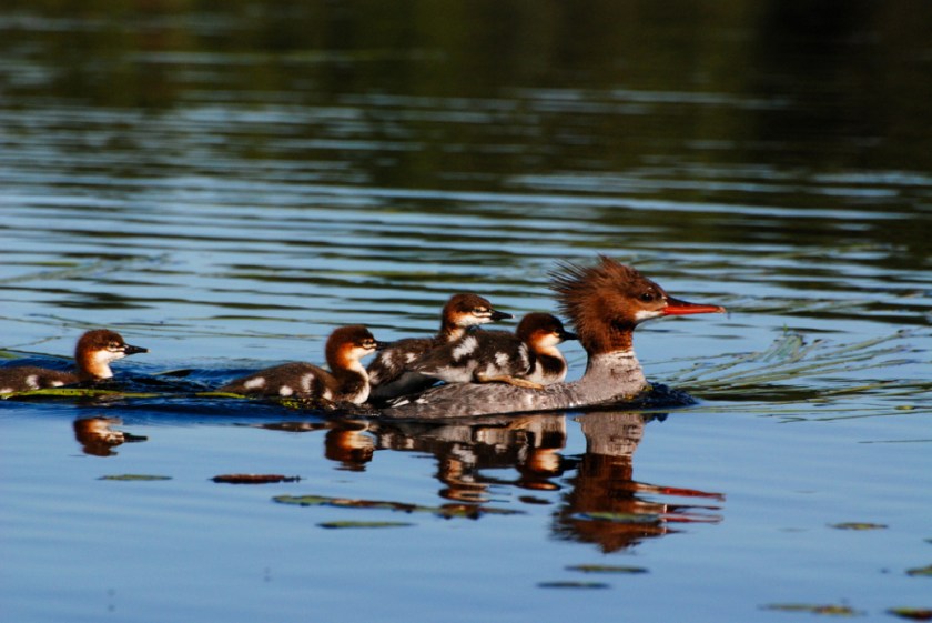 Alq June 2016 Holidays Exported LR-237_01_01