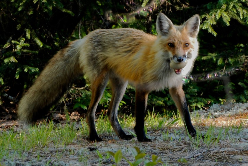 Alq June 2016 Holidays Exported LR-27_02