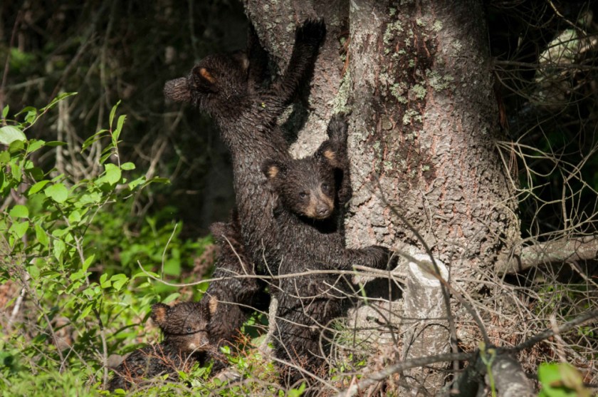 ALQ June 2018-4_01_01