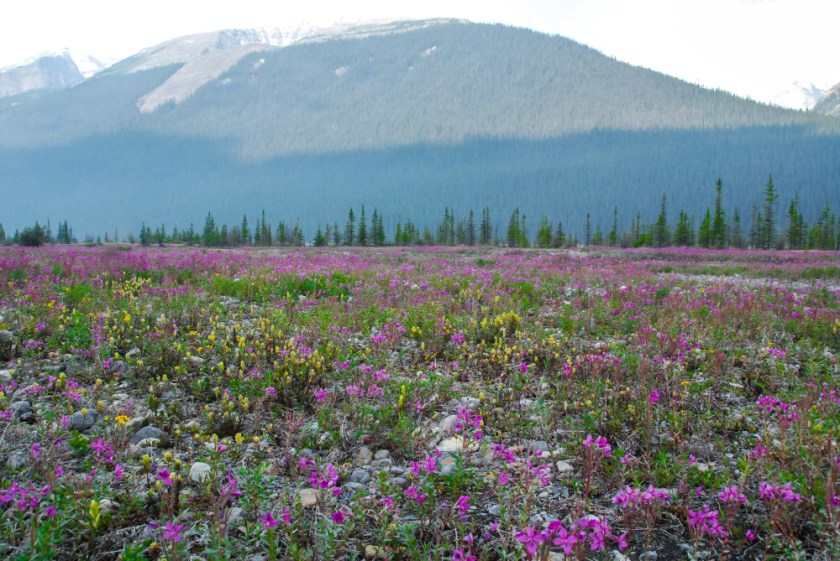 JasperLR Exported-22_01