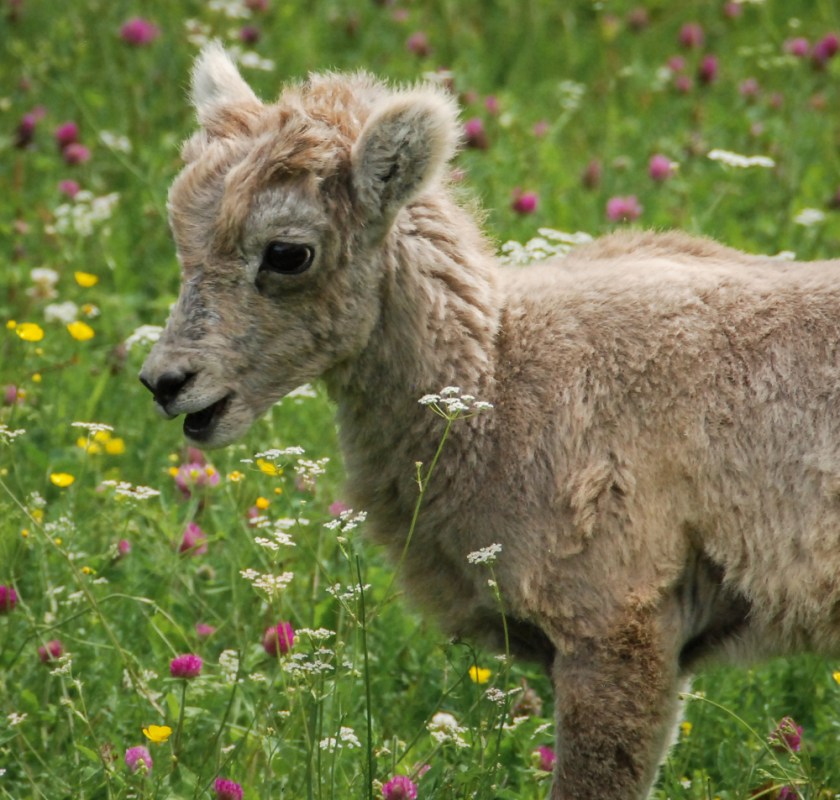 JasperLR Exported-96_01