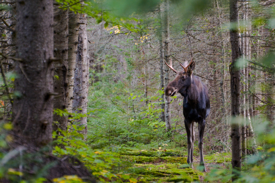 Wildlife Photography – Do you have a Code of&nbsp;Ethics?